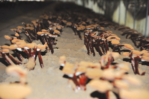 оũҵת ȫʩũҵ9.3Ķ