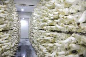 оũҵת ȫʩũҵ9.3Ķ3