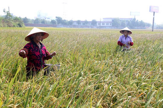 ����������������ץ�����̷�Ϊ������ʳ�߲������