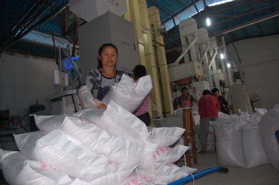 广西平乐阳安乡“绿色大米”产业成为农民增收主渠道