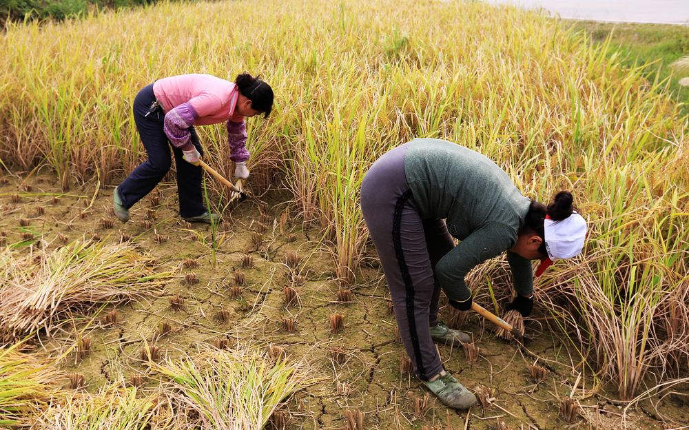 10��16�գ�ũ�����ڰ��ظ�ʯ��Ȫͷ������ո�����