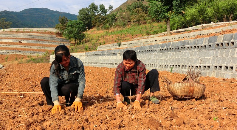 陕西旬阳:吕河镇盘活闲置土地建成500亩油用牡丹示范基地
