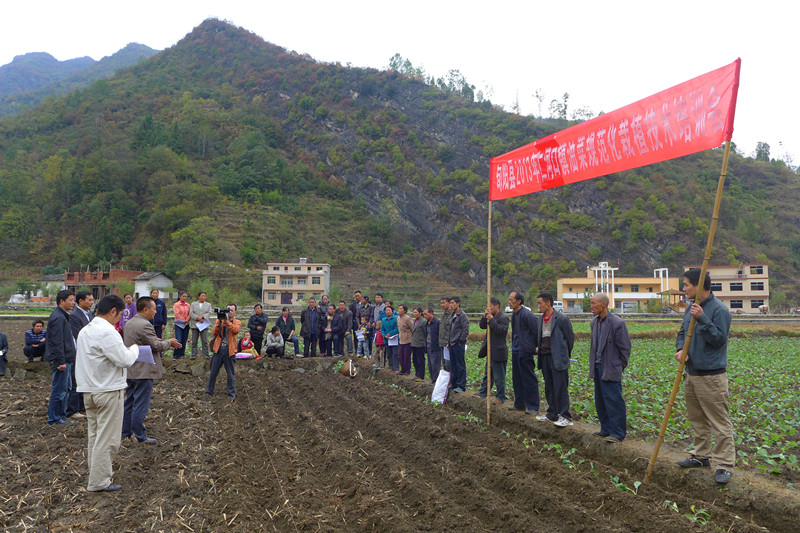 陕西旬阳:三个百亩油菜高产攻关田全面移栽到位