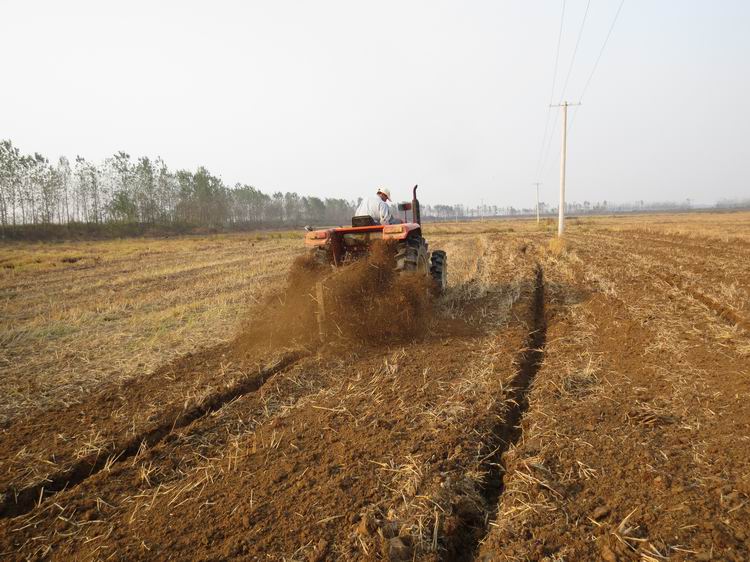 安徽宣州区开展油菜机播对比试验