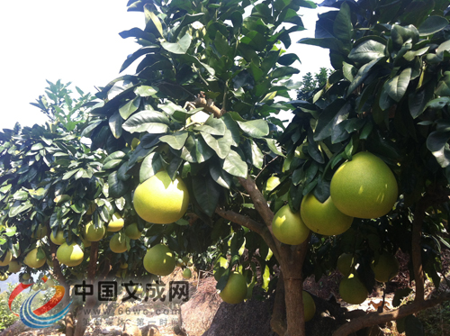 �㽭�ĳɣ�40������ּ�����ժ