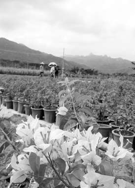 福建漳浦县:乐当农科技术“播种人”