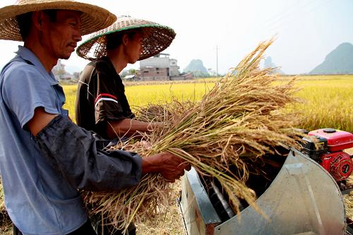 10月24日,广西桂林临桂县会仙镇古家村村民在田间给晚稻脱粒