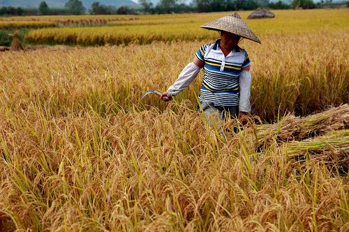 10月24日,广西桂林临桂县会仙镇古家村村民在收割晚稻