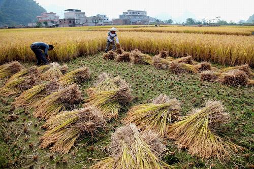 10月24日,广西桂林临桂县会仙镇古家村村民在收割晚稻