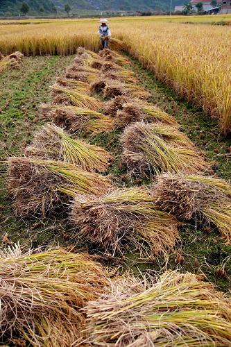 10月24日,广西桂林临桂县会仙镇古家村村民在收割晚稻