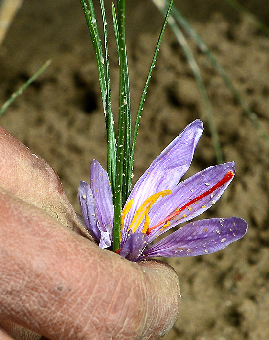 1019գһλũڲժ˹ֲĲغ컨