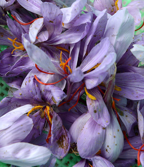 ողժĲغ컨1019㣩