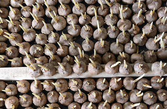 ں¡ʪ״̬Ĳغ컨磨1019㣩