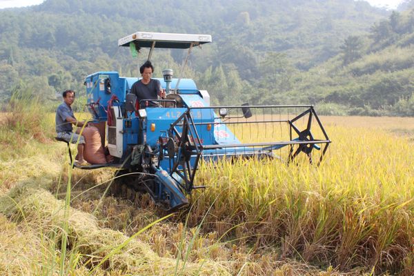 广西全州粮食“十连增”己成定局