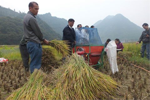 图为再生稻产量验收现场 广西东兰:再生稻产量逼平全区纪录