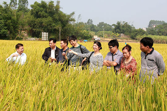 广西钦州钦南区2013年晚稻万亩高产创建示范片通过测产验收