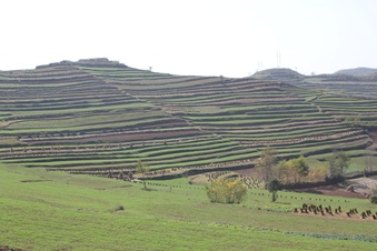 �����������ﲥС������ʢ