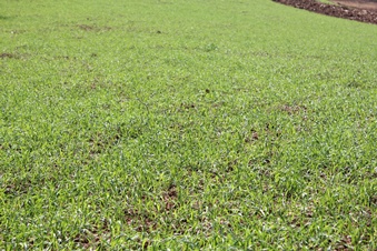 �����������ﲥС������ʢ2