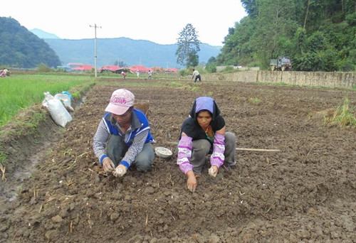 云南沧源自治县冬季农业生产开局良好