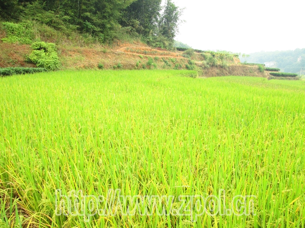 ������ƽ�����������׷���