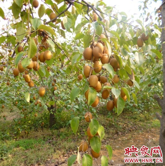 洛阳“沙梨王”李应贤 黄土地里育“黄金”