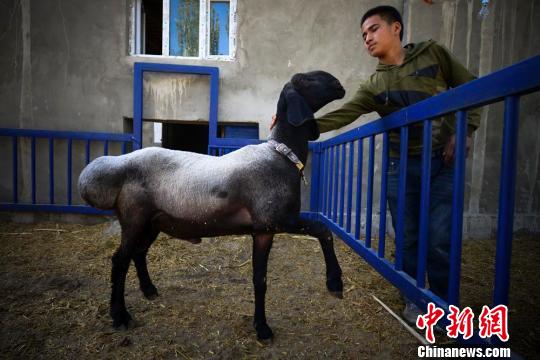新疆麦盖提县一户维吾尔农家院落内,家中小主人正在与一只体型健硕的刀郎羊玩耍