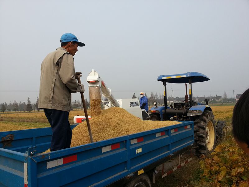 2013年上海嘉定区水稻种子开镰收割