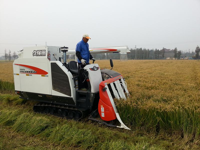 2013年上海嘉定区水稻种子开镰收割2