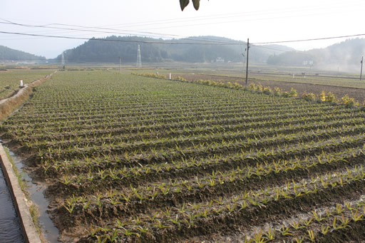 福建永安小陶:冬种莴苣2.1万亩