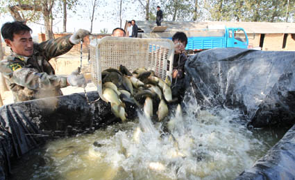 ���ջ�������̬��ֳ��ũ��