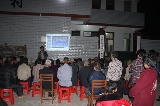 福建永安小陶:冬种莴苣2.1万亩2