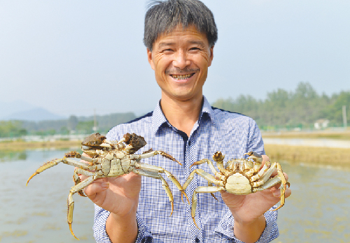 浙江桐庐县铁壳秤砣蟹开始上市