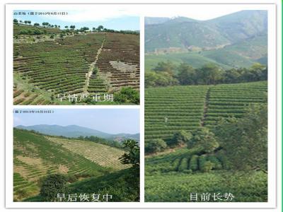 浙江湖州市茶园热旱害后树势恢复长势喜人