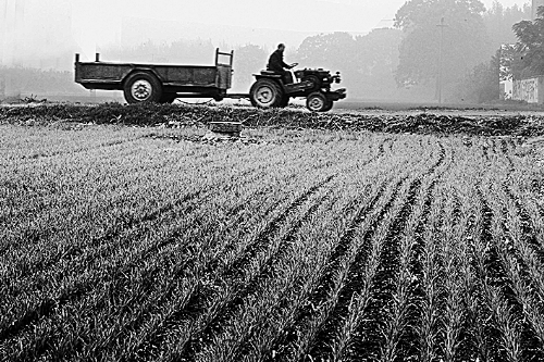 河南:中原大地久旱之后迎及时雨 可保证大部冬麦出苗