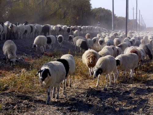 新疆兵团二十九团牧民万头牲畜转到冬季牧场