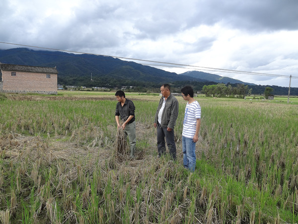 云南梁河曩宋乡已落实烤烟种植面积3000余亩