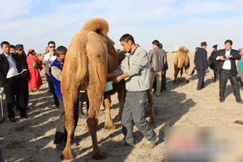 福海牧民养骆驼 挤奶而饮好快活