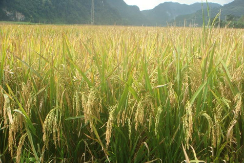 ϲԴأȫƽũƹϵĸ뽨