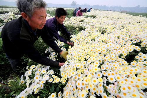 10月29日,安徽省亳州市谯城区沙土镇马桥村农民在采收菊花