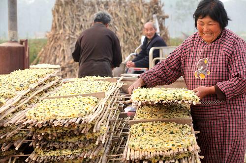 10月29日,安徽省亳州市谯城区沙土镇马桥村农民在晾晒菊花饼