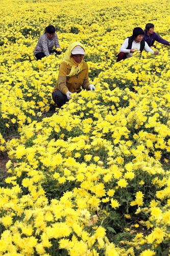 10月30日,工人们在山东省潍坊某食用菊花种植基地内采摘菊花