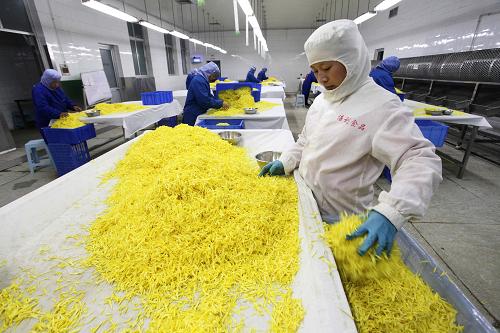 10月30日,在山东省潍坊一食品公司加工车间,工人将刚刚采摘下来的食用菊花瓣进行分拣。