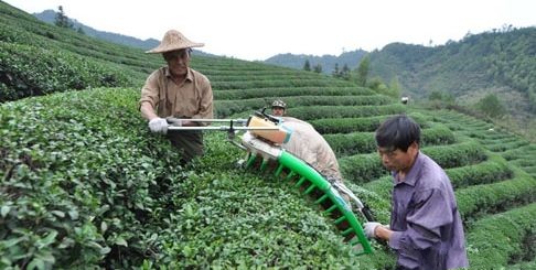 浙江淳安临岐溪口茶厂首次投入碾茶生产