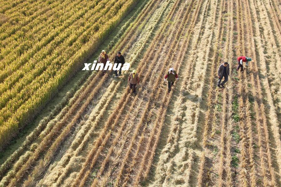 1030գɽ̨ԶвׯּҴڵʰջл