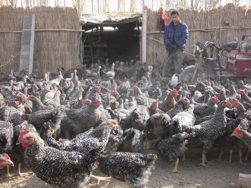 新疆兵团二十七团十连职工卢兵回连创业养殖土鸡增收致富