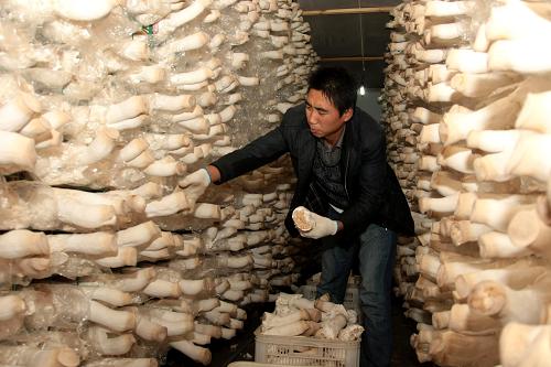 11��3�գ���ׯ��������ũ����ʳ�þ����������ժ�ӱ���