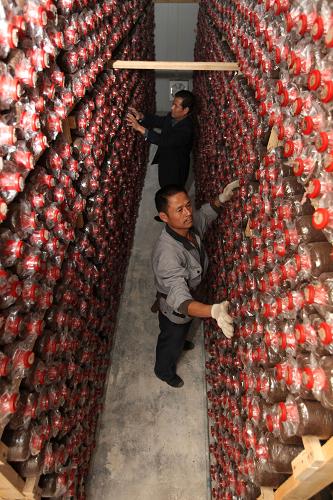 11��3�գ���ׯ��������ũ����ʳ�þ����������������ϼܵľ���