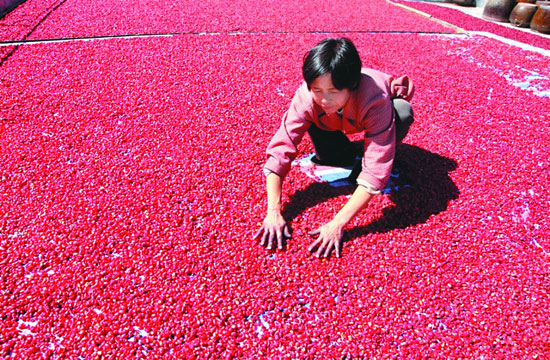 »ðºìµÄÒ©ÔæÆ¤ÊÇÅ©¼ÒÈËÐÄÍ·µÄϲÔÃ