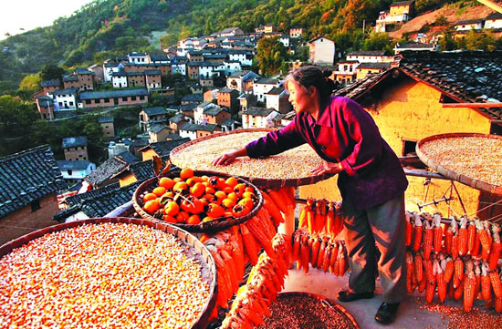 ì¨ÏØÑô²ú´å֣СŮ¼Ò½ñÄêÓñÃ×Á£´ó±¥Âú£¬·áÊÕµÄϲÔÃÑóÒçÔÚÁ³ÉÏ