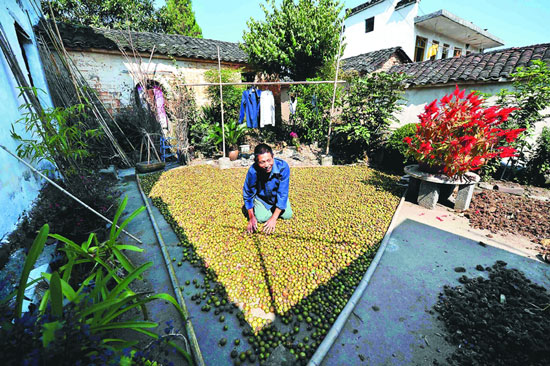 ³Ã×ÅÇçÀʵÄÌìÆø£¬ÔÚÔº×ÓÀïÆÌÂú²èÓ͹û£¬ÓÃÈý¸ùÖñ¸ÍÒ»À¹¾ÍÊÇÒ»¸öÁÀɹ³¡